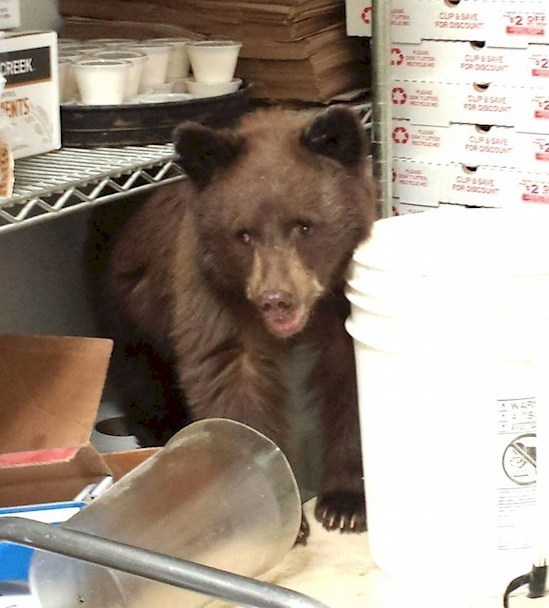 bear in the freezer